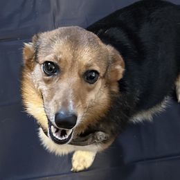 Emma - Cardigan Welsh Corgi