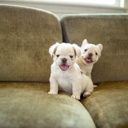 French Bulldog Puppies from Christine's French Bulldogs