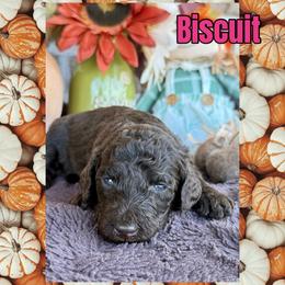 Biscuit - Chocolate female Goldendoodle puppy in Caddo Mills, Texas from Fire Wife Doodles