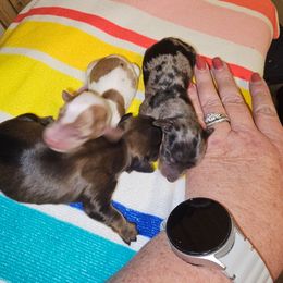 Jack - Dapple male Dachshund puppy in Strong, Arkansas from Dachshunds R Us