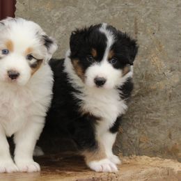 Australian Shepherd and Soft Coated Wheaten Terrier Puppies from Ironwood Ridge Kennels