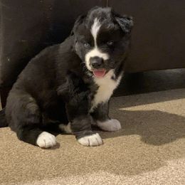Siberian Husky Puppies from Myths and Legends Siberian Huskies
