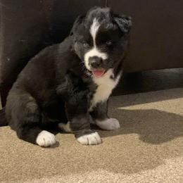 Siberian Husky Puppies from Myths and Legends Siberian Huskies