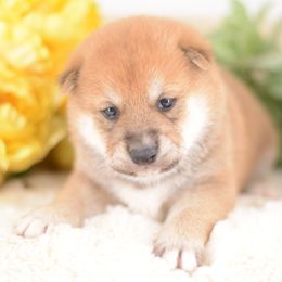 Howl -FULL REGISTRATION INCLUDED- - Red male Shiba Inu puppy in Neosho, Missouri from Kenny Cave K9s