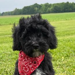 Cypress - Black and white male Bernedoodle puppy in Copenhagen, New York from Moser’s Mapleridge Farm
