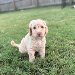Baby blue - Apricot female Goldendoodle puppy in Morris, Alabama from 4H Doodles