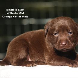 Orange - Chocolate male Labrador Retriever puppy in Huntington, Texas from Soggy Bottom Retrievers