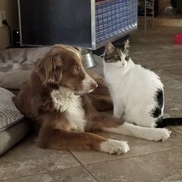 Miniature American Shepherds from Bean Acres