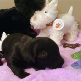 Blk Female 3 - Black female Scottish Terrier puppy in Smiths Grove, Kentucky from Moore's We Little Farm AKC Scotties