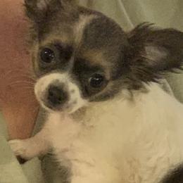 Chihuahuas from Calpulli chihuahuas