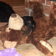 Gordon Setter Puppies from Dreamcatcher Kennel