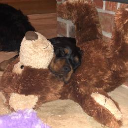 Gordon Setter Puppies from Dreamcatcher Kennel