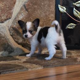 Napoleon - White and sable male Papillon puppy in Mountain Home, Arkansas from King's Papillons