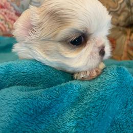 King - Cream and white male Shih Tzu puppy in Cabot, Arkansas from Twilight Shih Tzu