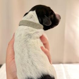 Boy 2 - Black roan male German Shorthaired Pointer puppy in San Tan Valley, Arizona from Upland Valley Kennels