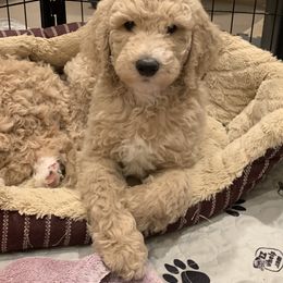 Bernedoodle and Goldendoodle Puppies from Colorado Springs Doodles