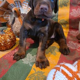 Orange - Red and rust female Doberman Pinscher puppy in Anderson, Indiana from Legendary Kennels
