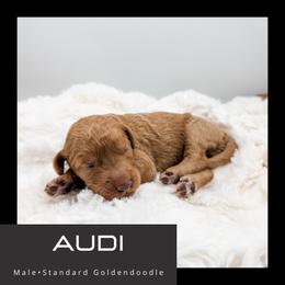 Audi - Red  male Goldendoodle puppy in Brookville, Pennsylvania from Woodland Mountain Doodles