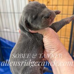 Sister Blue Tanpoint - Blue female Great Dane puppy in Greenville, South Carolina from Allen’s Ridge Ranch