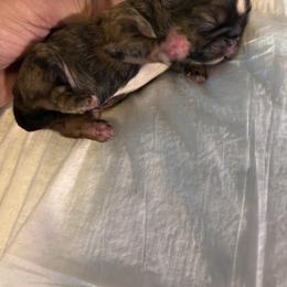 Boy 1 - Chocolate male Shih Tzu puppy in Benbrook, Texas from Michael’s Shih Tzus