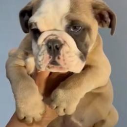 Toby - Fawn male Bulldog puppy in Cumming, Georgia from Happy Place Kennels