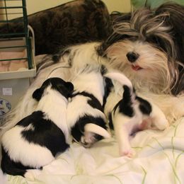 Havanese Puppies from Contigo Havanese