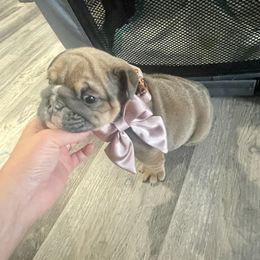 Bulldog Puppies from Kristina's Bulldogs