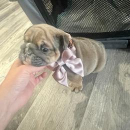 Bulldog Puppies from Kristina's Bulldogs