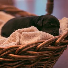 Fig - Black female Labrador Retriever puppy in Sweet Home, Oregon from Knotty Creek Labradors