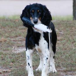 English Springer Spaniels, German Shorthaired Pointers, and Labrador Retrievers from LL Gun Dogs, LLC