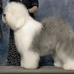 Old English Sheepdogs from Haystac's Old English Sheepdogs