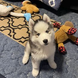 BooBerry - Black and white female Siberian Husky puppy in Lagro, Indiana from Siberian Huskies-Beckham the Great