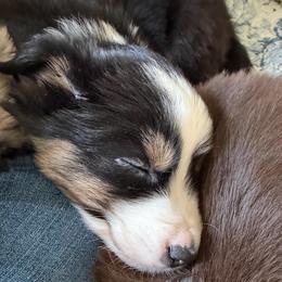 Boy 3 - Black tri male Miniature Australian Shepherd puppy in Saco, Maine from Wags Family Aussies
