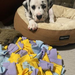 Dalmatian Puppies from Alofa Dalmatians