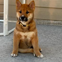 Charlie - Red male Shiba Inu puppy in Elizabeth, New Jersey from Shiba Inu Loving Care