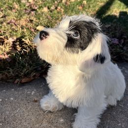 Black badger boy - White and badger male Sealyham Terrier puppy in Holden, Missouri from Thistle and Rock Sealyham Terriers
