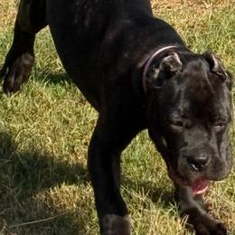 Girl 2 - Black female Cane Corso puppy in Granbury, Texas from Revolutions Kennel