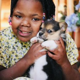 American Corgi and Pembroke Welsh Corgi Puppies from Elk Ridge Corgis