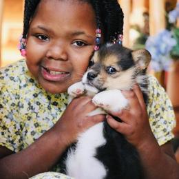 American Corgi and Pembroke Welsh Corgi Puppies from Elk Ridge Corgis