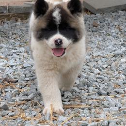 Yuri's Boy 2 - White male Akita puppy in South Carolina from Sierra Mountain Akitas