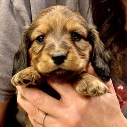 Lori (wearing blue collar) - Cream female Dachshund puppy in Altus, Oklahoma from Johnson Prairie Pups