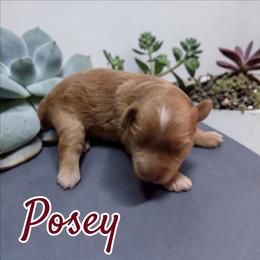 Posey - Wheaten female Miniature Schnauzer puppy in Clemmons, North Carolina from Schnauzer Snobs
