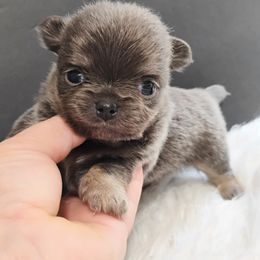 George - Chocolate sabled fawn male Chihuahua puppy in Wayland, Michigan from MI Chi