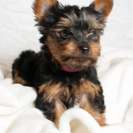 Traditional Male - Black and tan male Yorkshire Terrier puppy in Overland, Missouri from Kim's Yorkshire Terriers