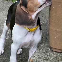 Boy 2 - Tri-colored male Treeing Walker Coonhound puppy in Vermontville, Michigan from Stackem Up Kennel