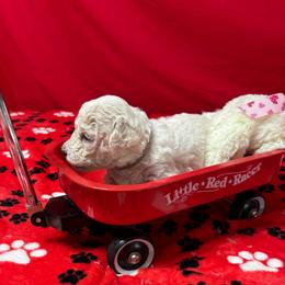 Ivy - White collar - White female Bichon Frise puppy in 63101 (St. Louis Metro Area), Missouri from BichonSTL