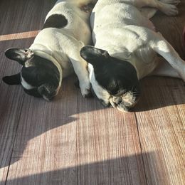 French Bulldog All Grown Up from Phoenix Rising