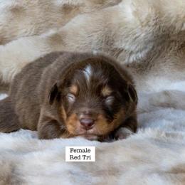 Australian Shepherd Puppies from Acheron Aussies