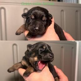 Green Collar Girl - Bi-color female German Shepherd puppy in Universal City, Texas from Jaxinhaus German Shepherds