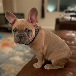 French Bulldogs from Beau's French Bulldogs